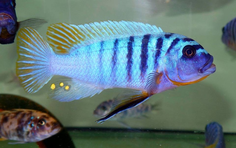 Maylandia fainzilberi 'Lutara Reef'